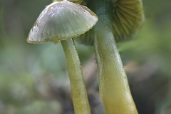 Angel-Paz-Hygrocybe-psitacina-Zaldibar