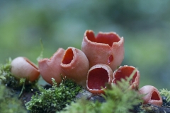 Angel-Paz-Sarcoscypha-coccinea-Altube