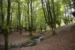 Luz-Estela-Cardes-Bosque-encantado