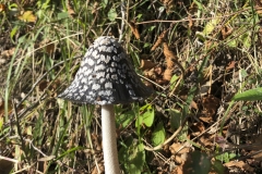 Stephania-Valencia-Setas-perretxikoak-bolets-champignons-mushrooms-pilze-_