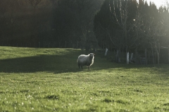 Danel-Ezpeleta-Ardgia