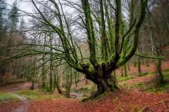 David-Piqueras-Arroyo-Neberako