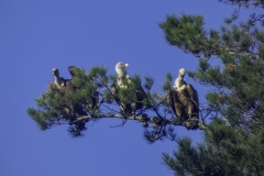 Fernando-Unanue-saixak