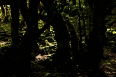 Imanol-Zubiaurre-Berde-altxorra