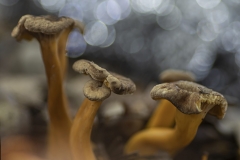 Inigo-San-Vicente-Udazkeneko-Argiak