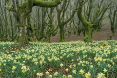 Juan-Luis-Elizaran-San-Joseko-lorak