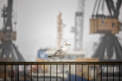 Manu-Barreiro-Gaviota-entre-gruas