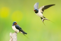 Xabier-Ramos-EHko-hegaztiak-enarak