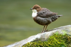 Xabier-Ramos-EHko-hegaztiak-ur-zozoa