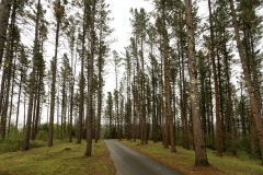 Antonio-Murillo-basa-bizkaia