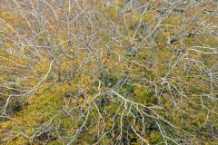 Inaki-Rubio-Udazkena-koloretan