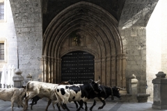 Alfredo-Losada-Encierro