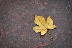 Amarillo