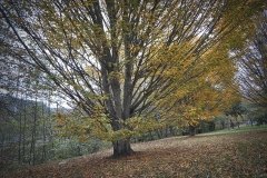 Arbol