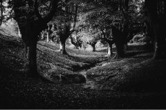 Black Autumn
