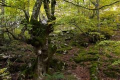 Bosques de otoño 1