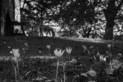 Brotes de otoño