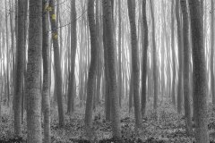 EL BOSQUE