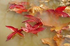 El fluir del otoño