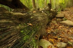El Gran Árbol-Baztan