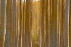 Lothlorien