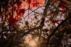 Luz de otoño