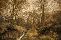 Otoño en Lizarraga