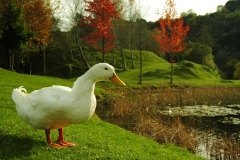 Paseo matinal