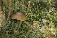 Perretxikotan Araotzetik