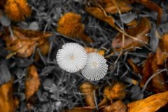 Sombrillas de Otoño