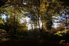 el bosque_2