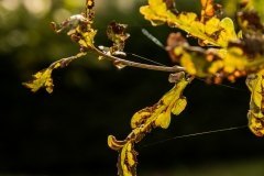 hojas de otoño