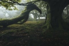 Criaturas-del-bosque-Juan_Manuel_Fernandez