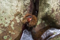 Fruitu-lehor-bustia-Eider_Diosdado
