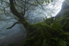 Green-enchantment-Mikel_Larrea