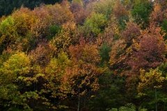 IRATI-ARRASATEn-Konsuelo_Errasti