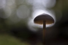 Lamapara-natural-Jose_Luis_Ruiz