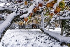Otoño-nevado-2-Jose_Miguel_Romero