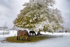 02-Otoño-nevado-3-Jose_Miguel_Romero