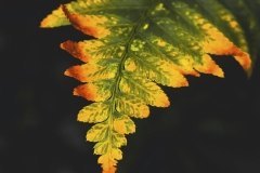15-Otoño-Borja_Rodriguez