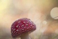 23-Amanita-Iurgi_Inda