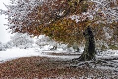 27-Otoño-nevado-1-Jose_Miguel_Romero