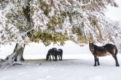 34-Caballos-en-la-nieve-Miguel_Cavero
