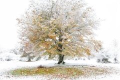 36-Otoño-invernal-Miguel_Cavero