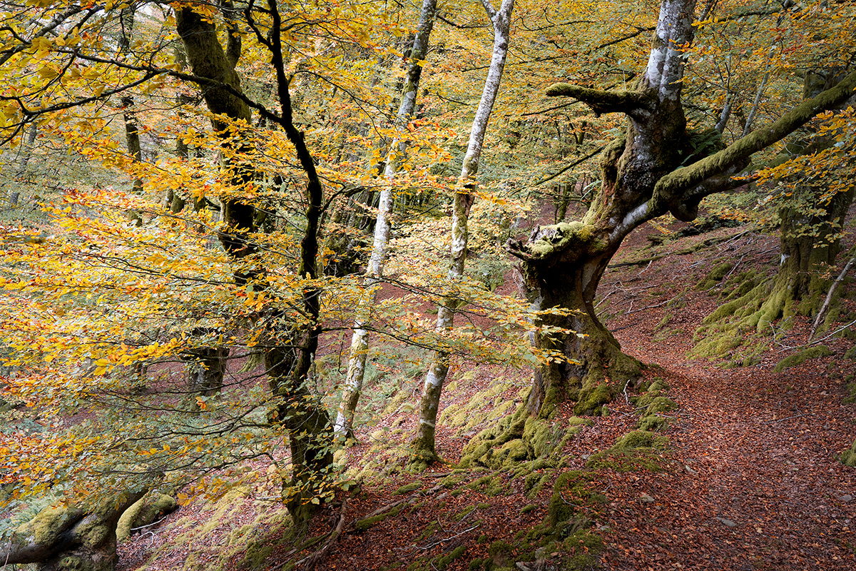 Jose_Luis_Ruiz-Colores_de_otoño