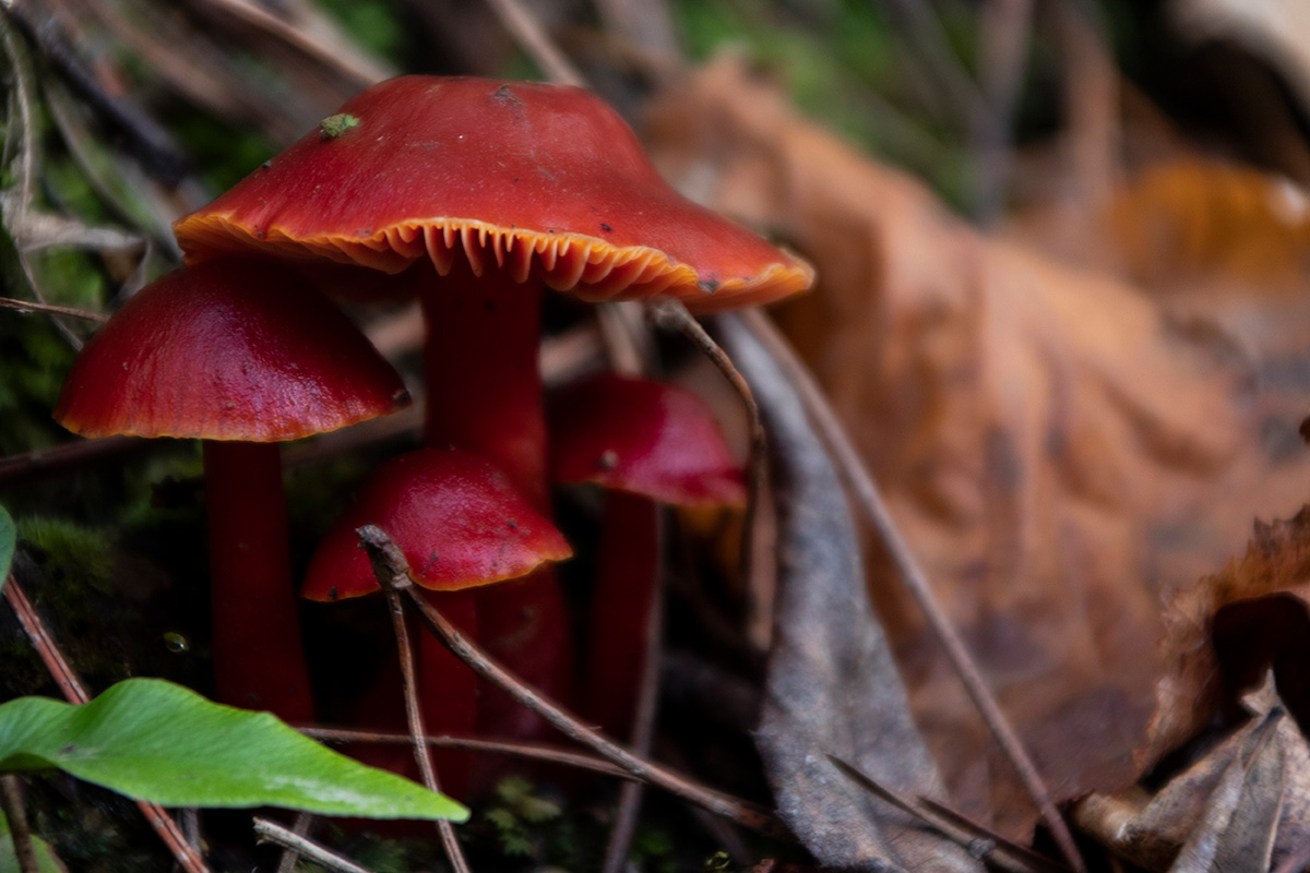 Roberto_Sanchez-Otoño_de_color_escarlata