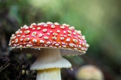 18-Iñigo_San_Vicente-Amanita_muscaria