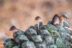 19-Iñigo_San_Vicente-Mycena_Seynii
