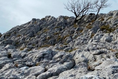 Alberto_Caballero-Arboles_sin_ropaje