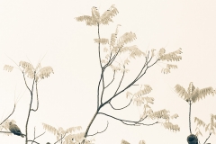 Alfredo_Losada-Posado_pausado